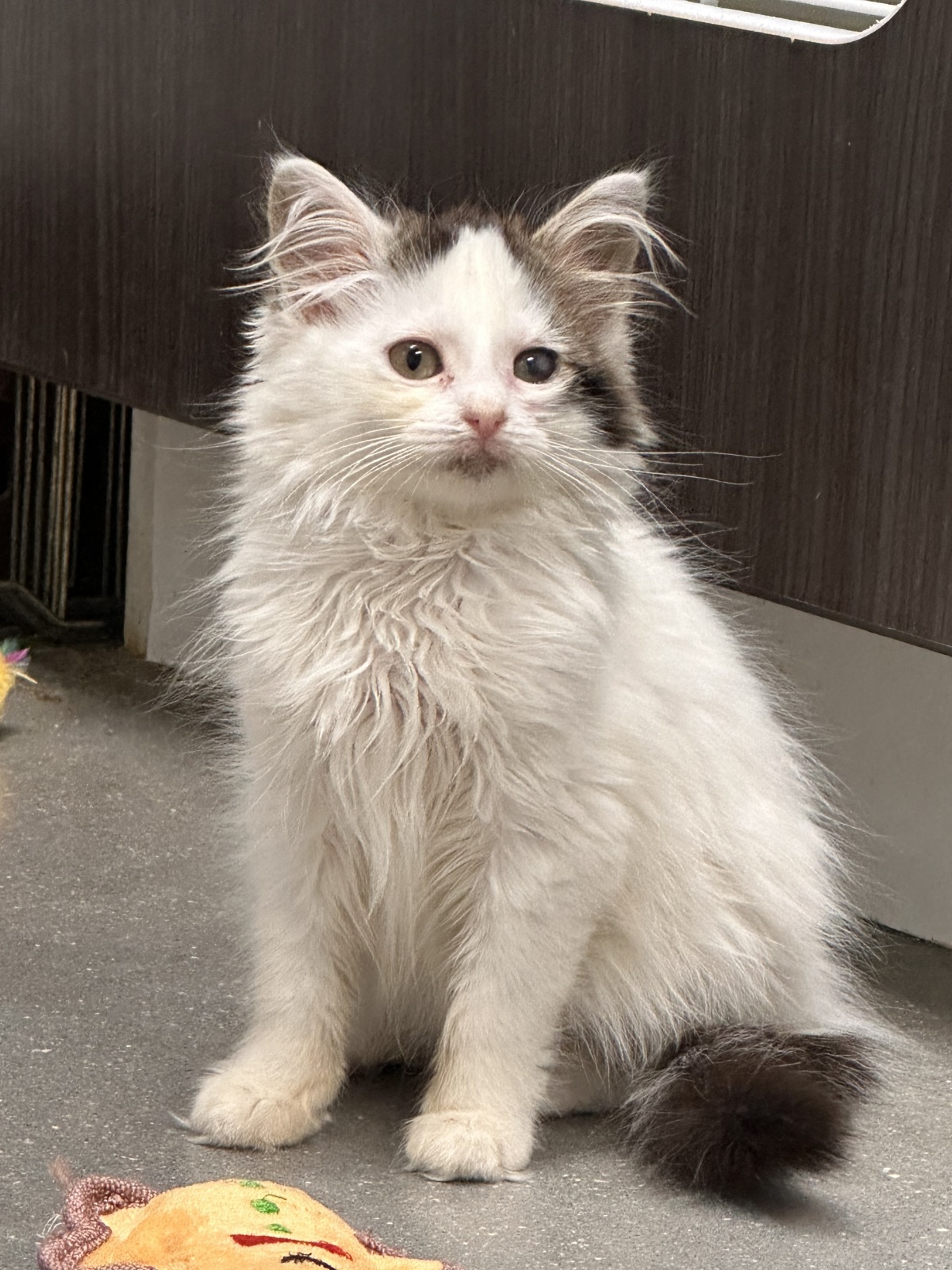 Cotton the day before she got adopted.