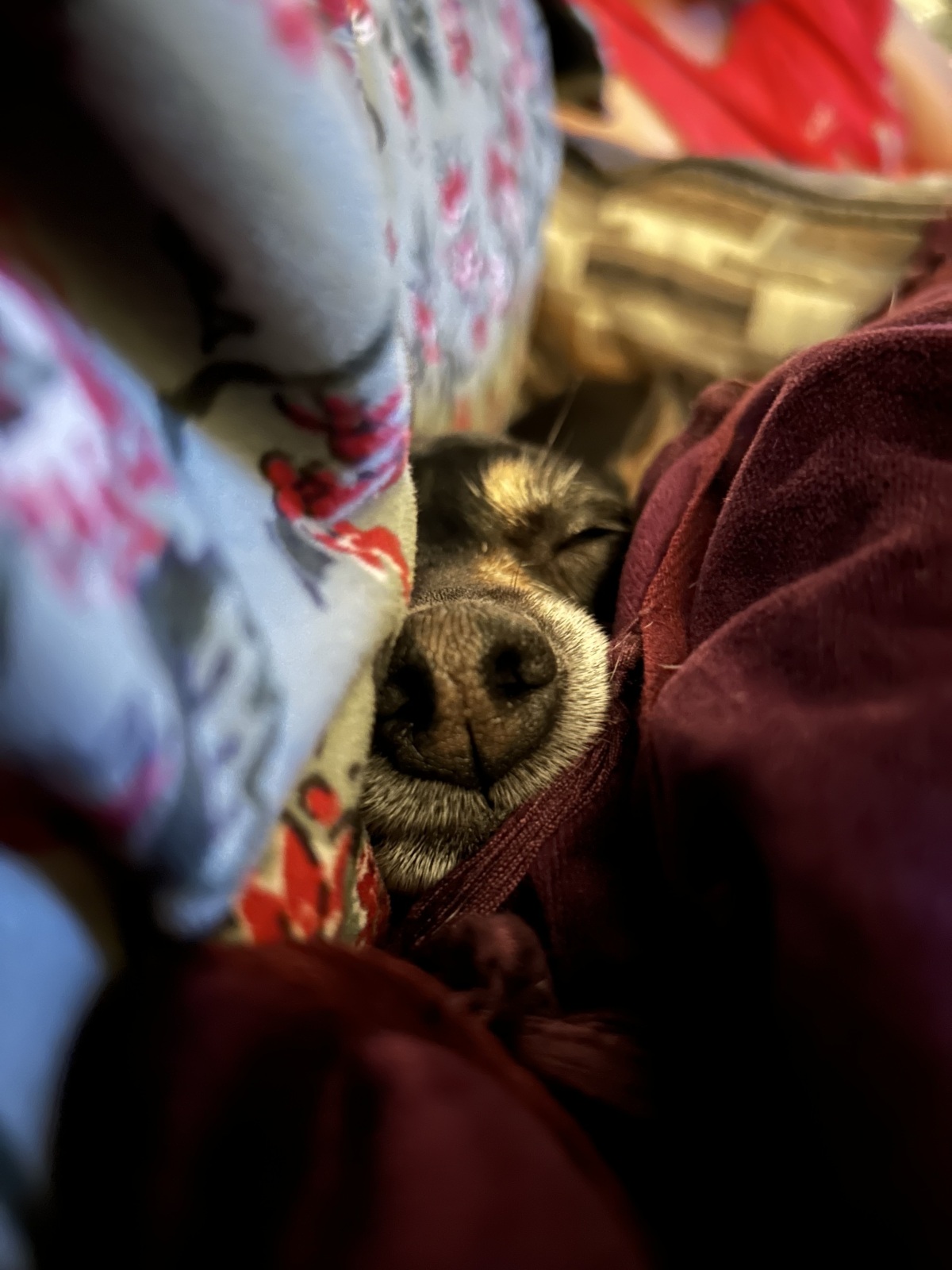 Now accepting gentle kisses on my button nose.
