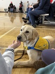 Sports spectator
