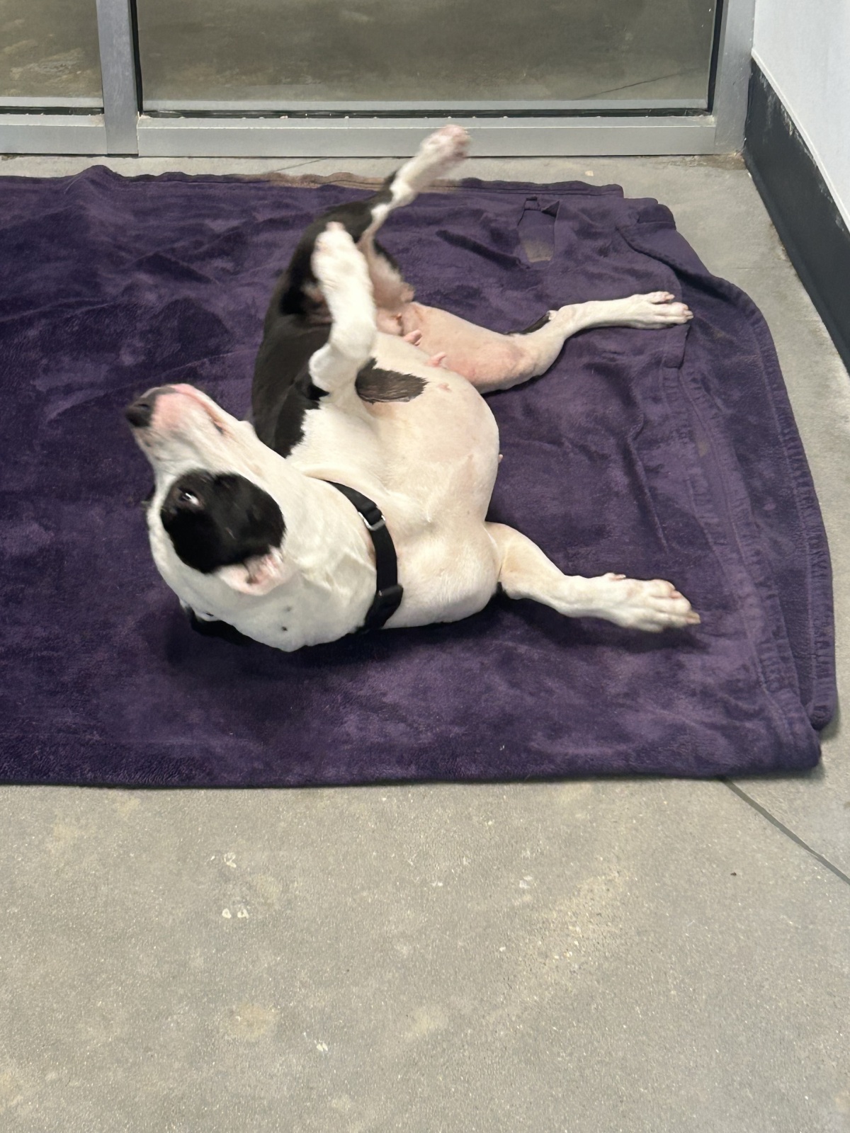 Harley enjoying a blanket