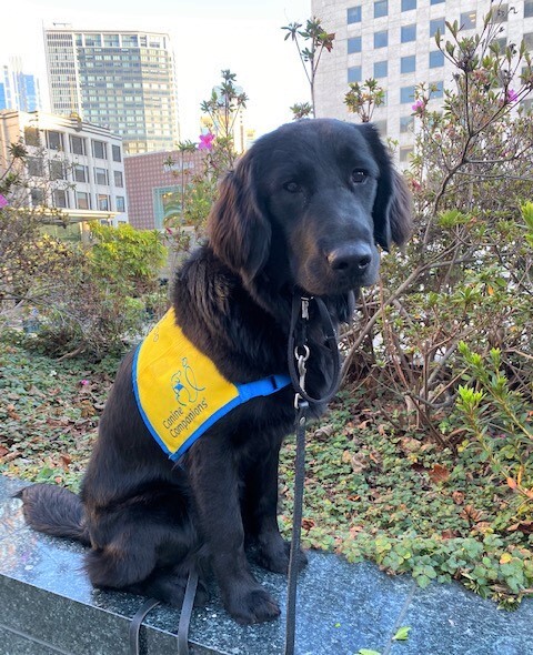 August, Service Dog