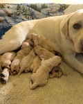 8 Future Service Dogs begin their journey.
