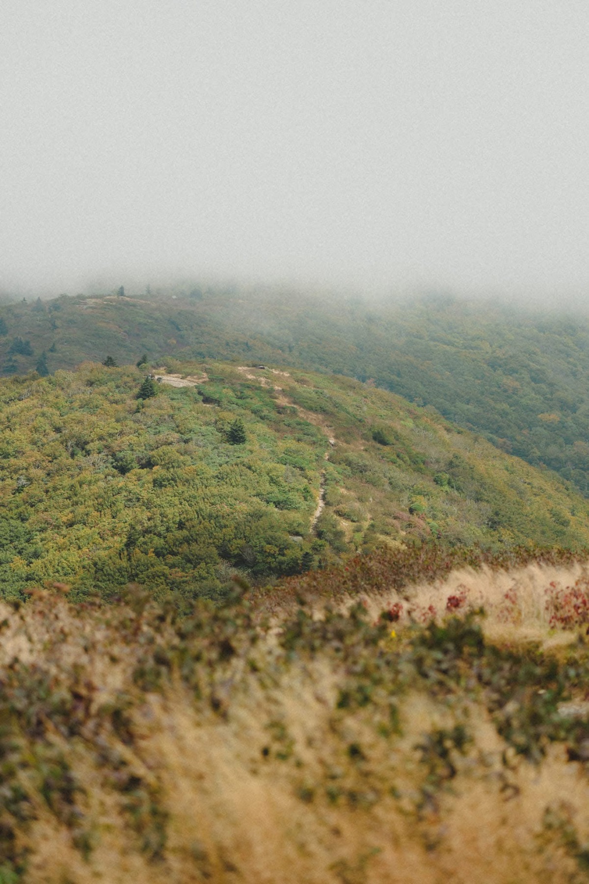 Roan Mountain State Park