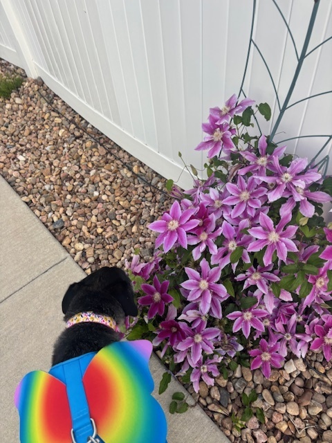 I may be a busy girl, but I always stop to smell the flowers... and pose like the floral icon I am.