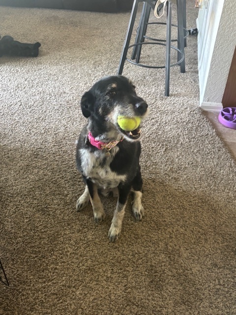 Oh honey, I may be dripping in diamonds and class, but when it’s fetch o’clock, I’m all in—serving paw-some playtime realness!