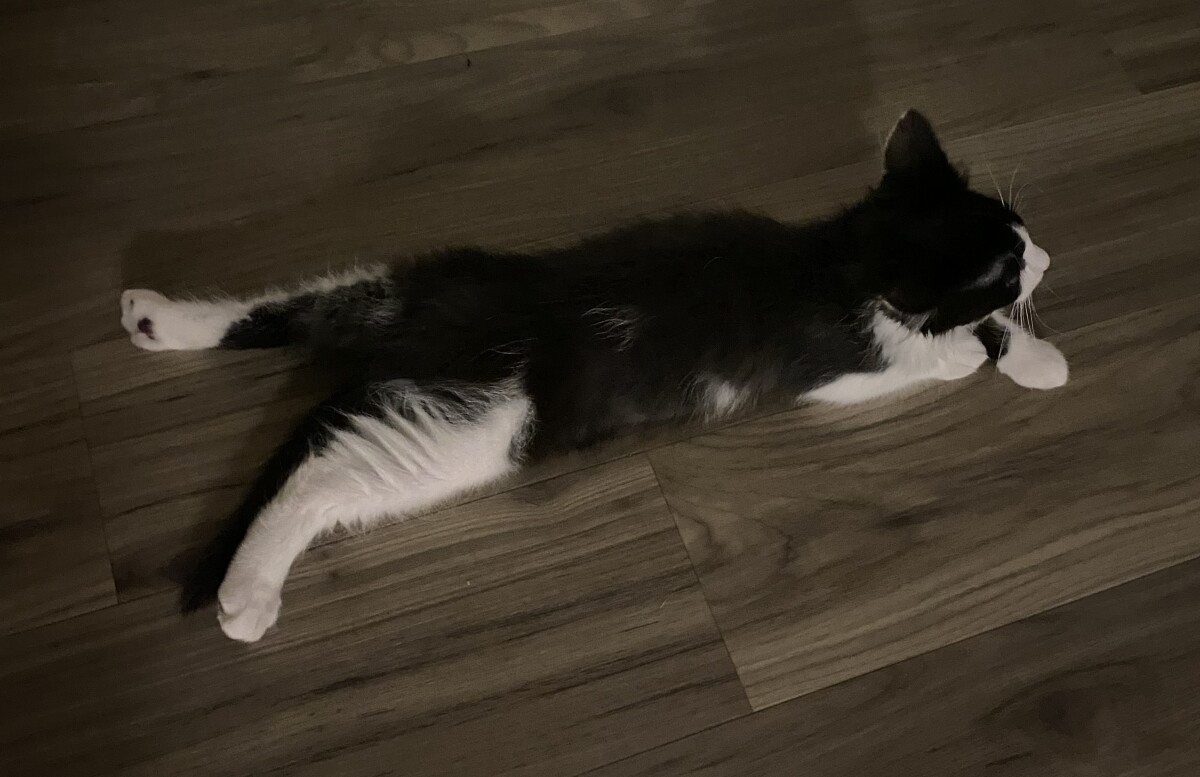 Baby sploot