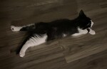 Baby sploot