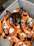 Halloween chic.