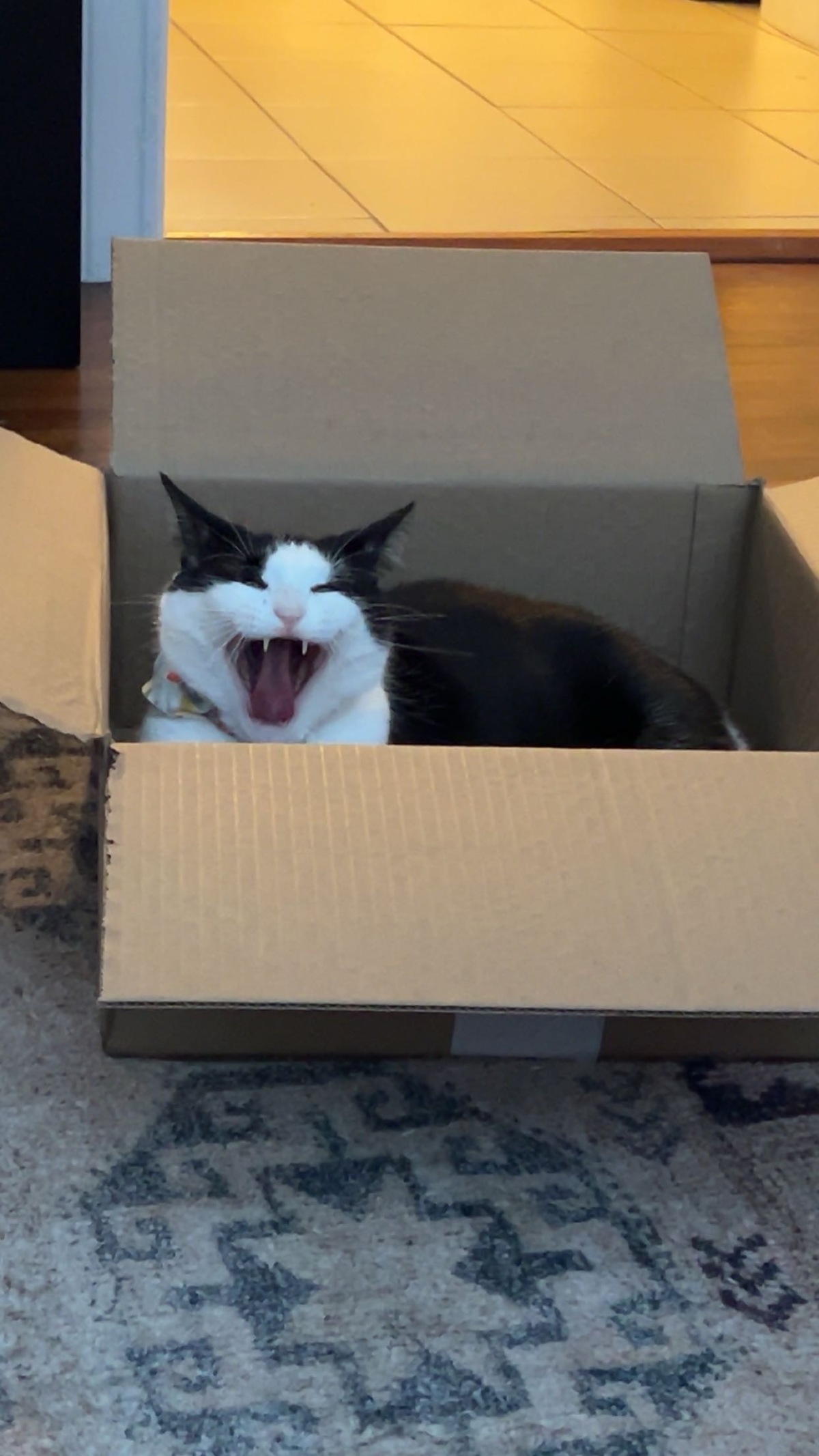 I LOVE BOXES!