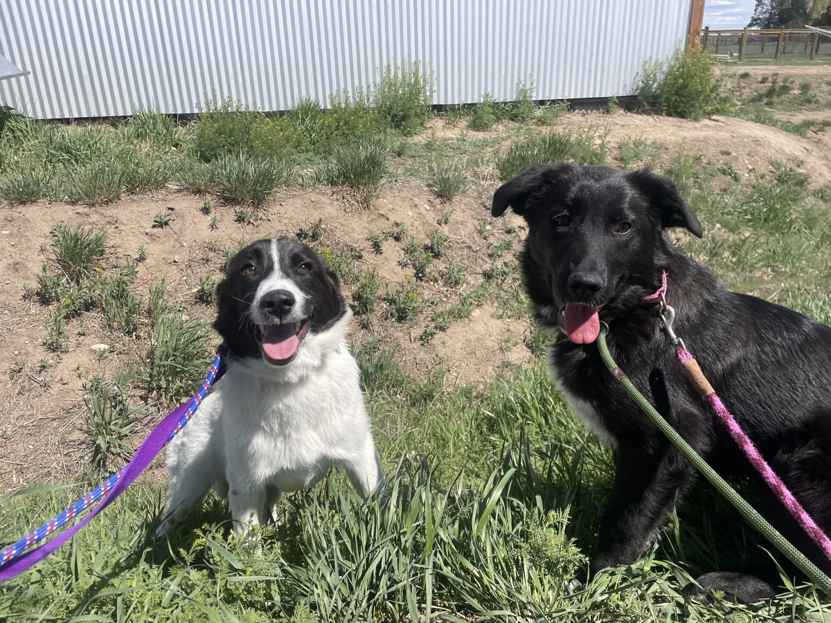Prairie and Wild Iris
