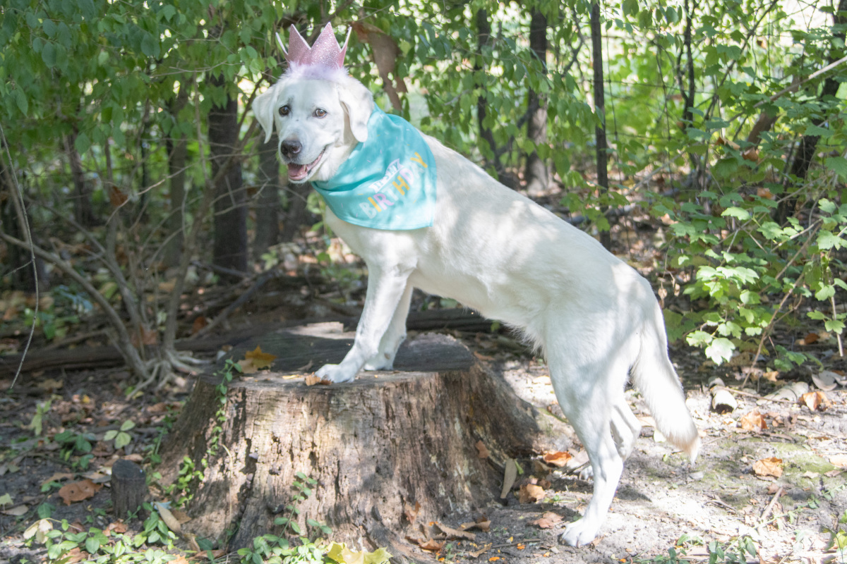 Euka II retired Service Dog