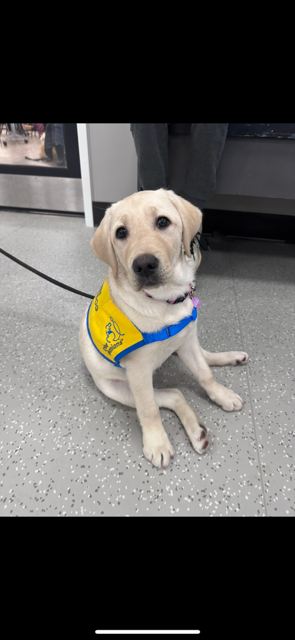 Caprice, our future service dog