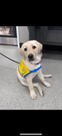 Caprice, our future service dog