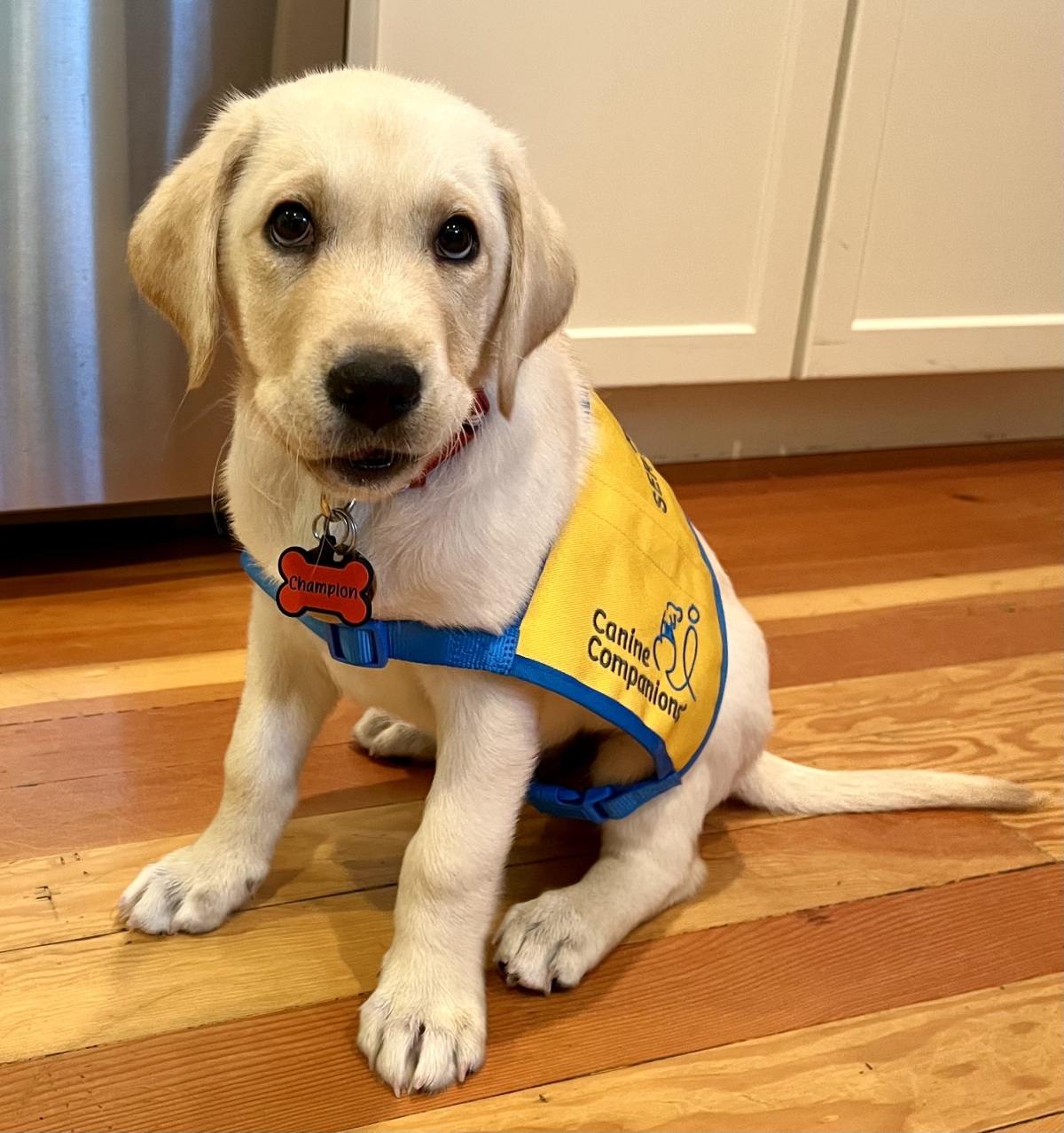 Champion III, puppy in training