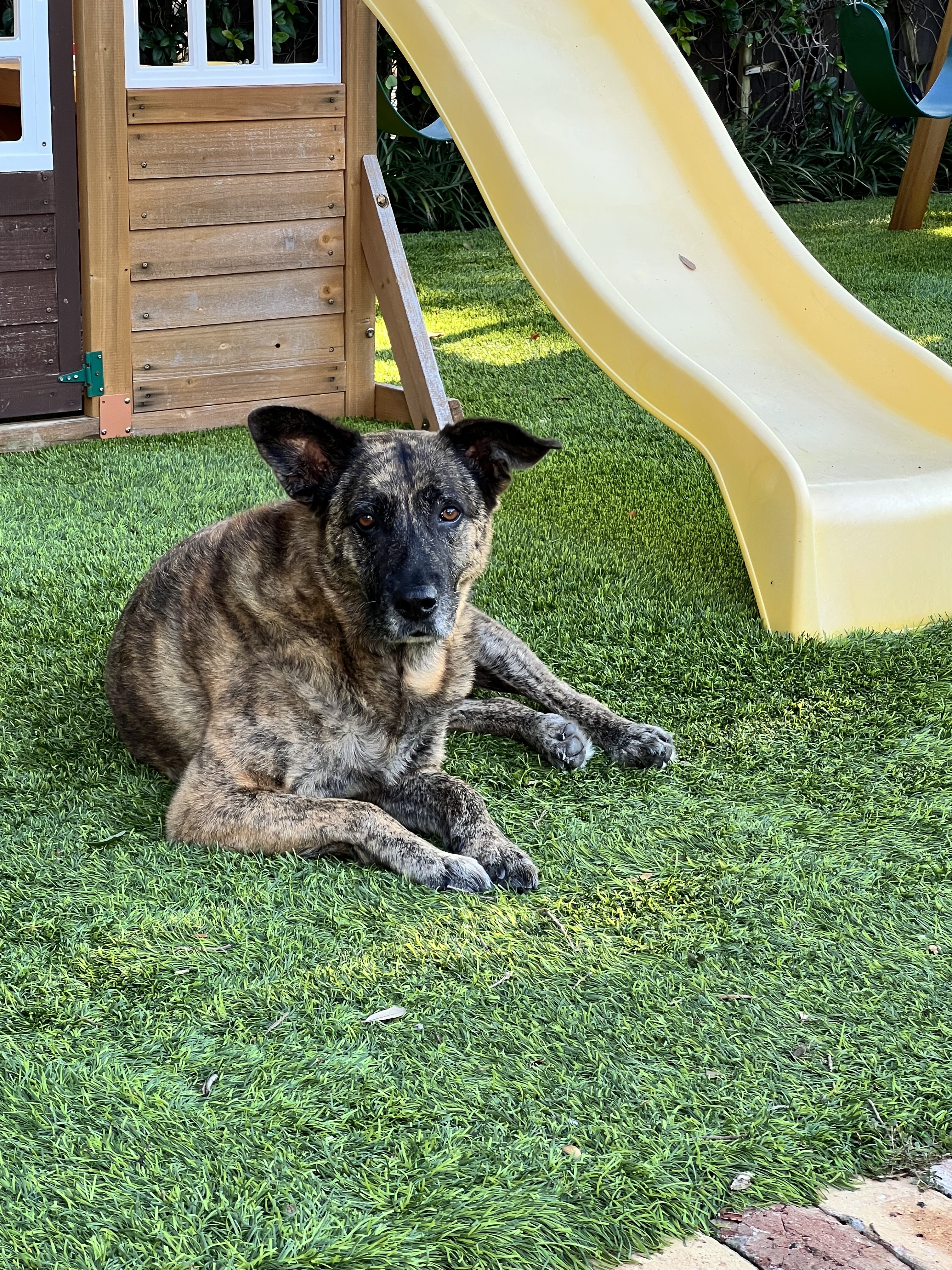 Our "foster" Lucy who has now been part of our family for 9 years