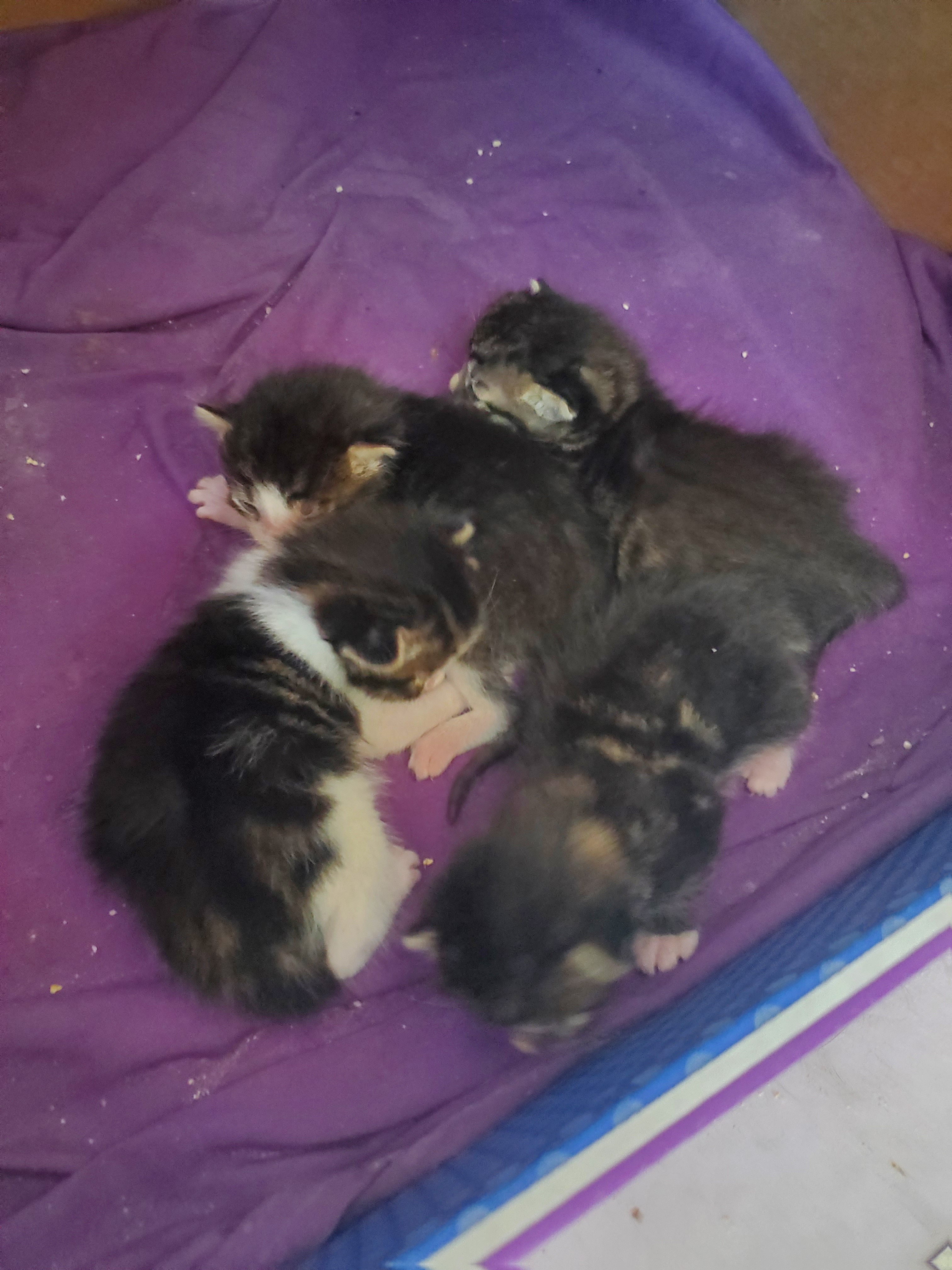 My current foster babies, 2 weeks old