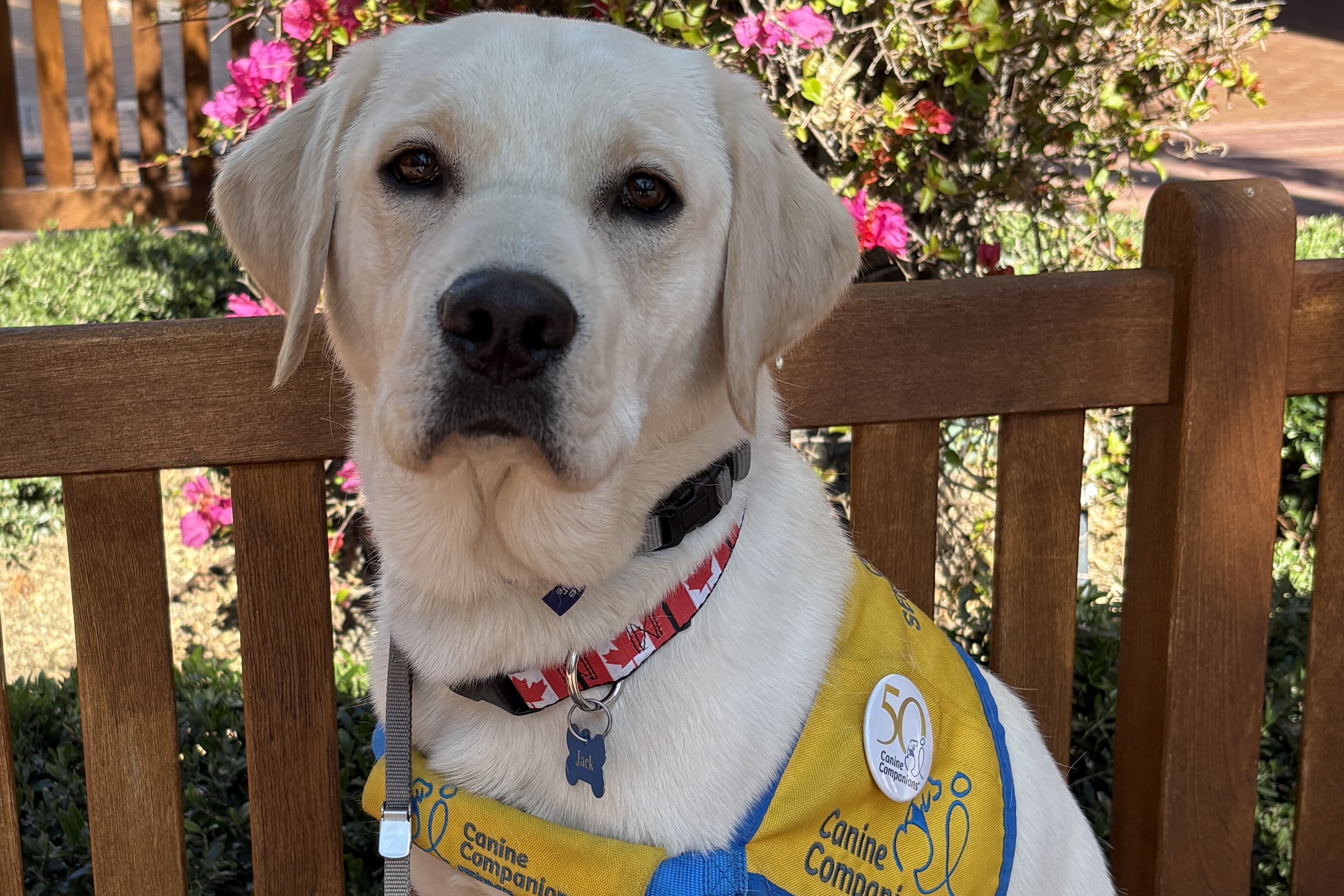 Jane Rieger - In honor of Future Service Dog Jack VII and his co-puppy raisers Gail and Bob Rosemeyer