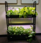 Hydroponic Growing System