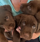 KitKat, Kailua and Kodiak, our 3 chocolates!
