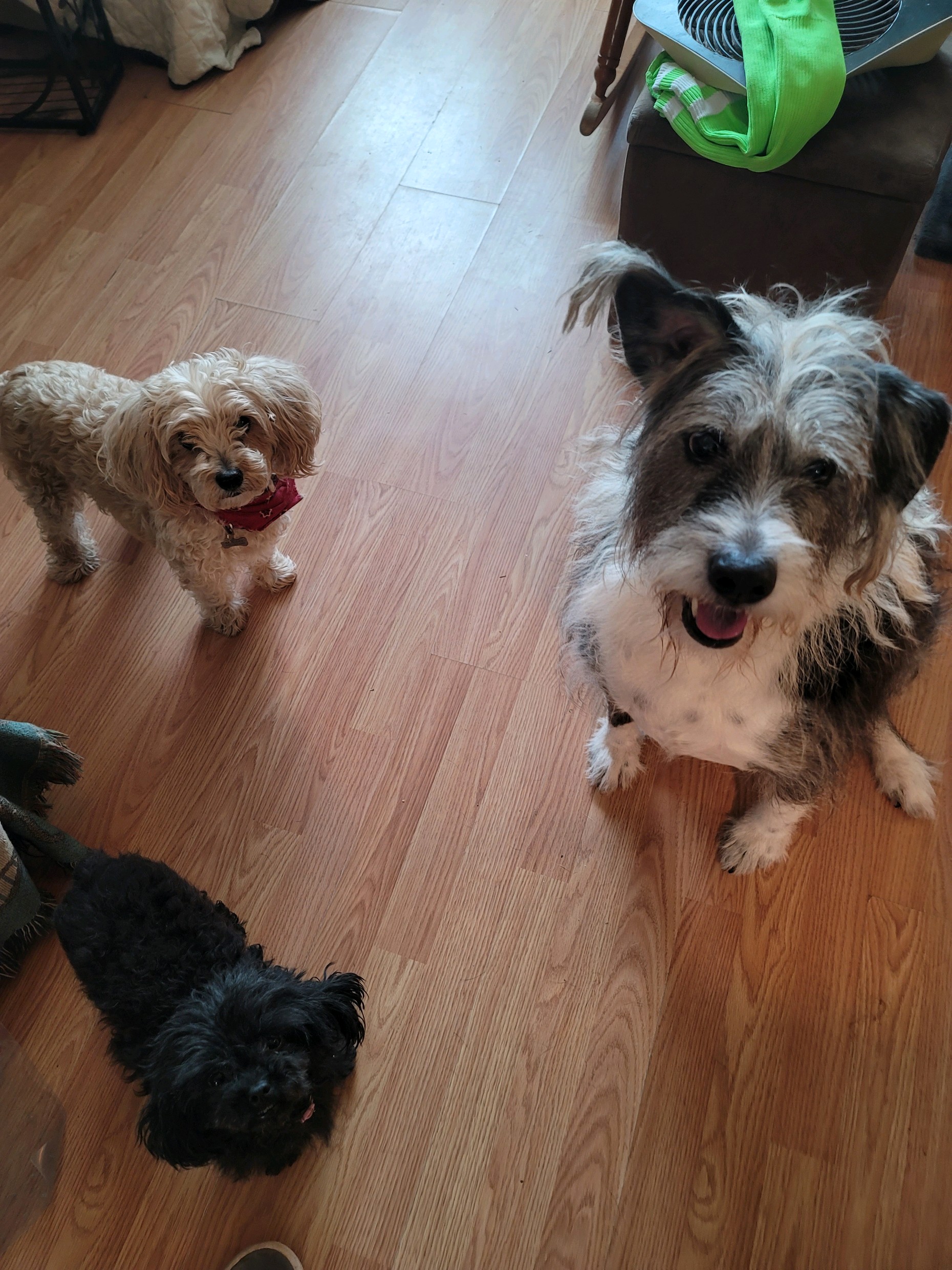 LACEE, MAGGEE, MARLEE