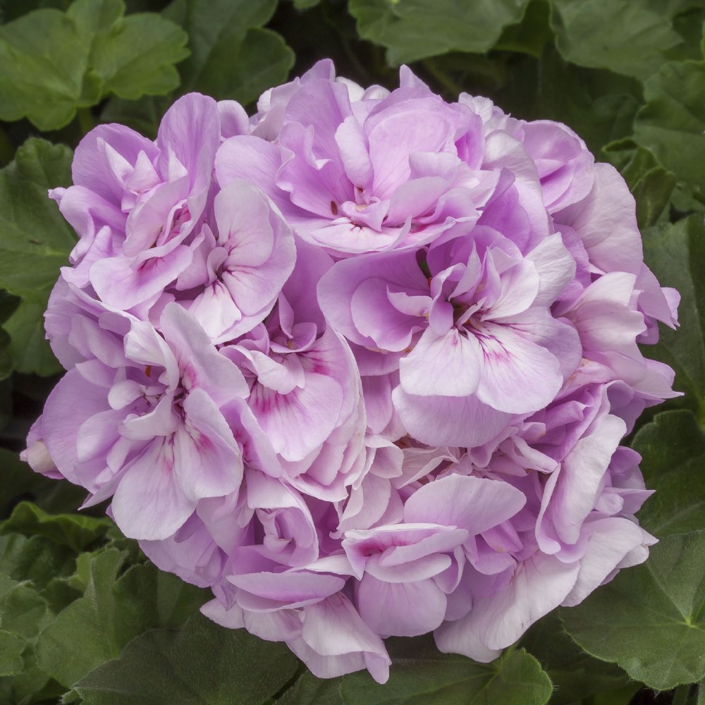 Lavender Blue Geranium