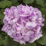 Lavender Blue Geranium