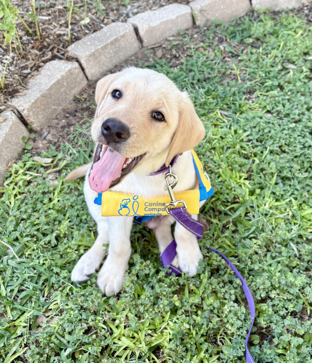 Lincecum II (aka LINNY)