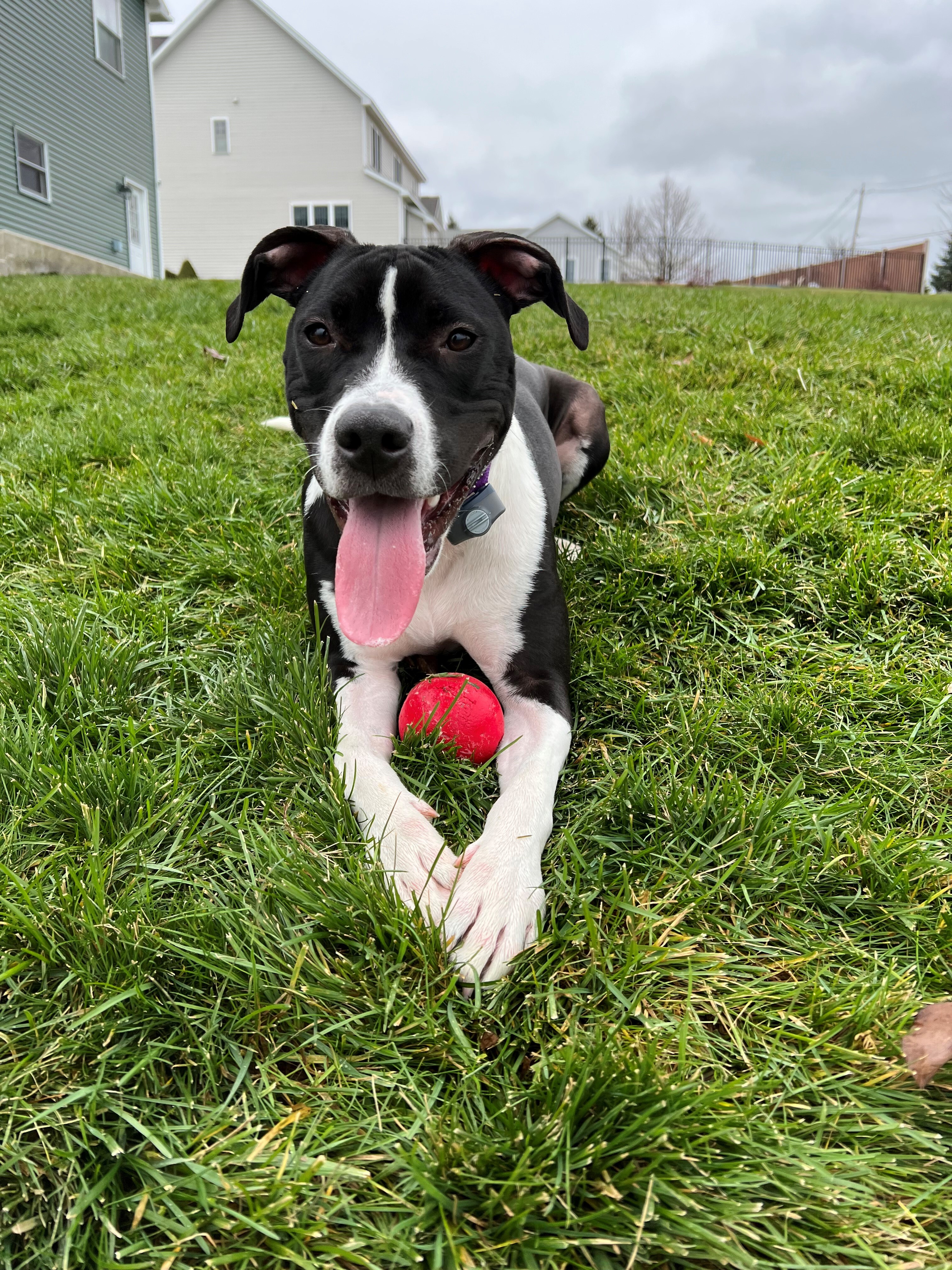 Guarding her favorite red ball!