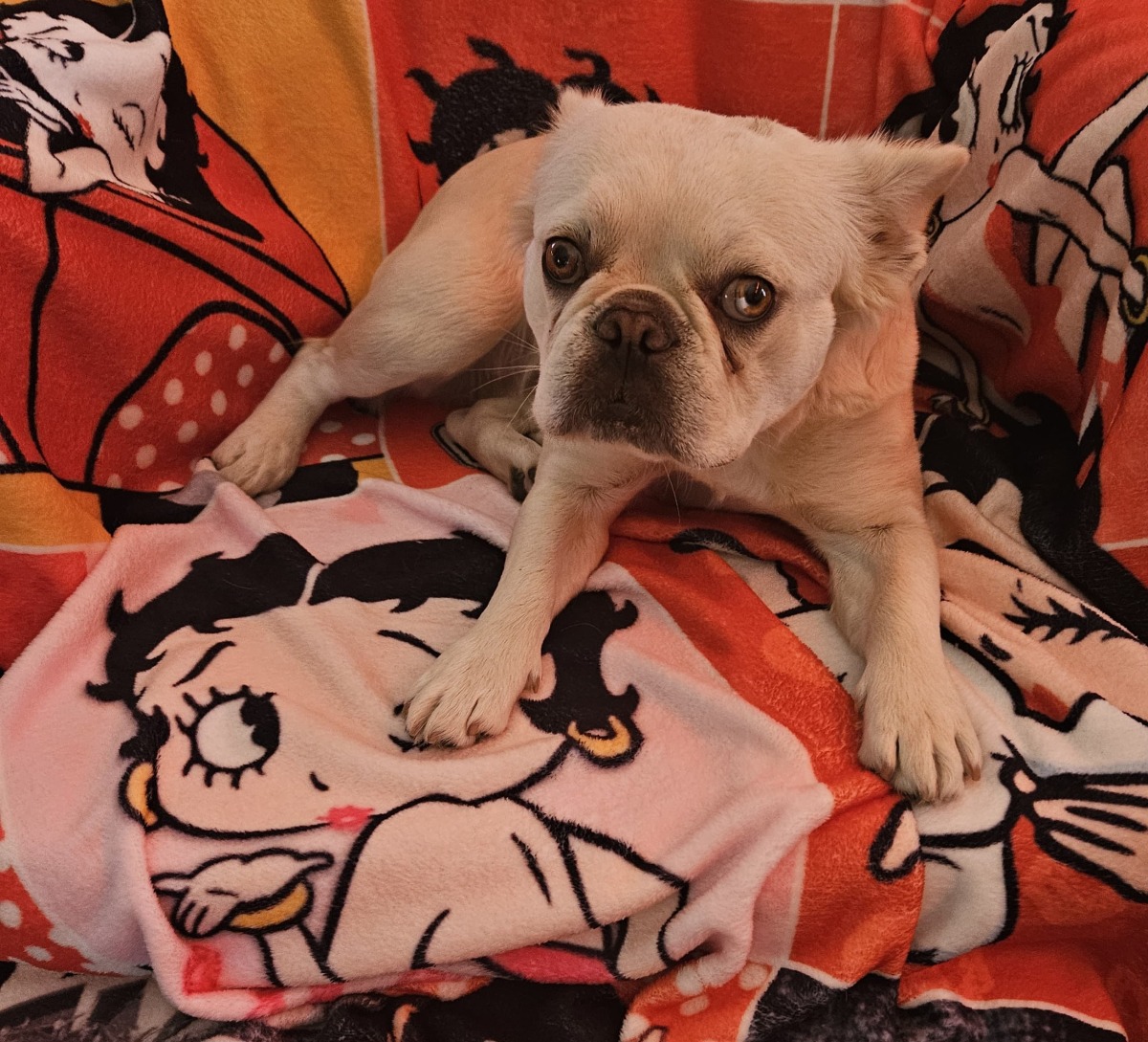 ? Frenchie Fun with Luna – Walking for Paws & Purpose