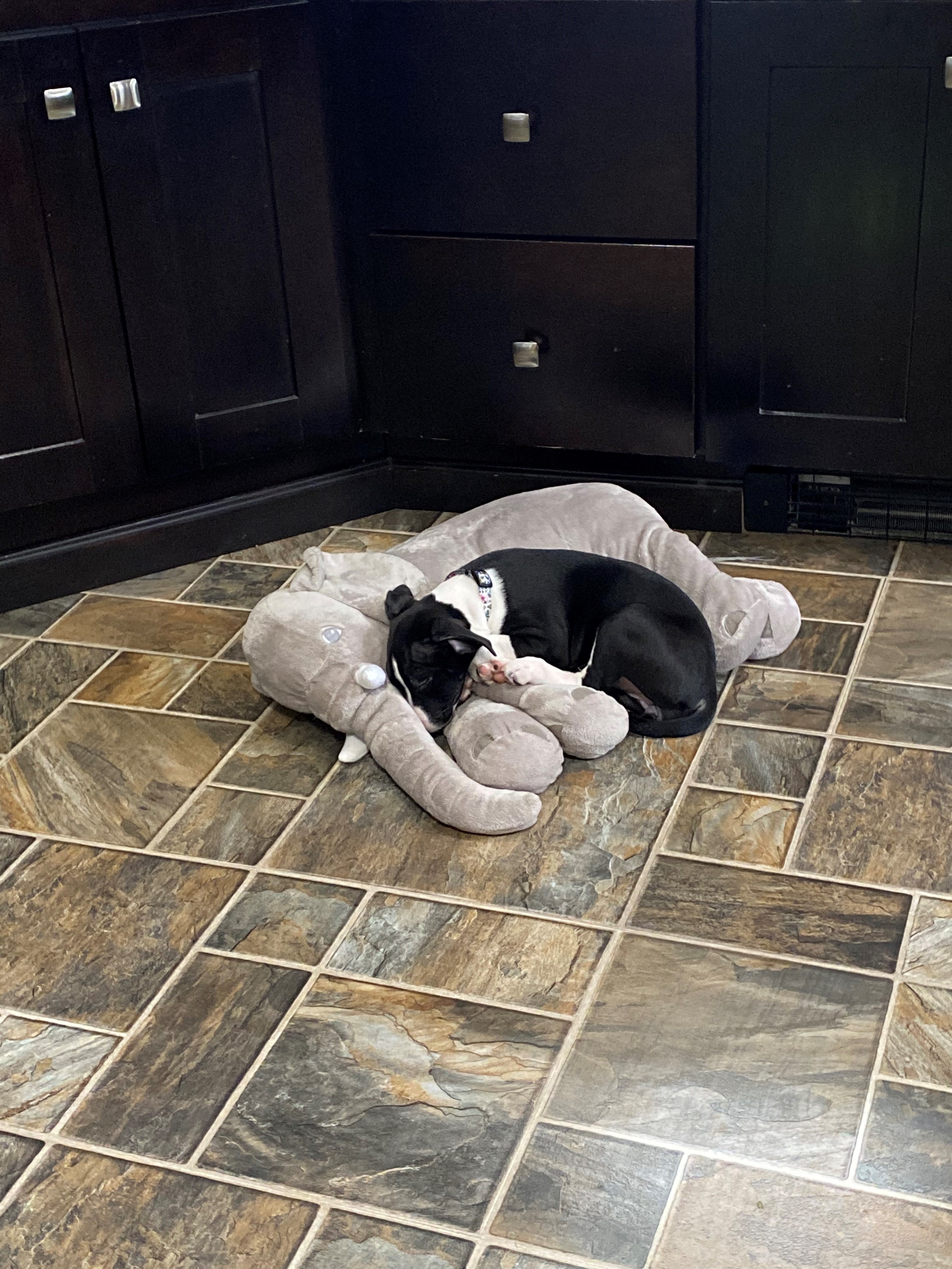 Just a little a little pup