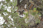 Male cougar in a tree