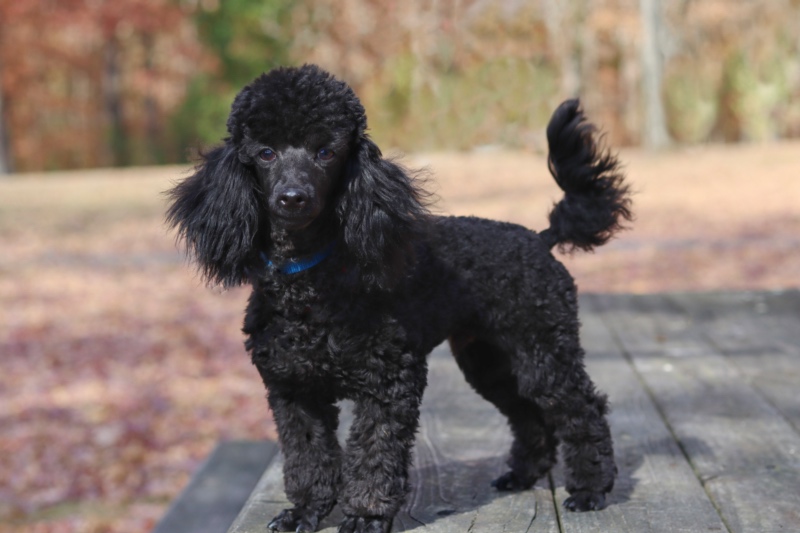 Adoption bio picture