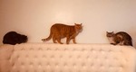 Optimus, Weasley, and Moby
