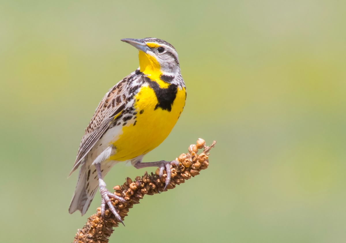 Meadowlark