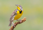 Meadowlark