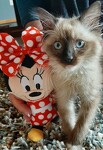 Minnie