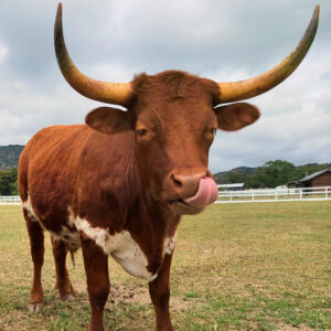 Mitch the steer