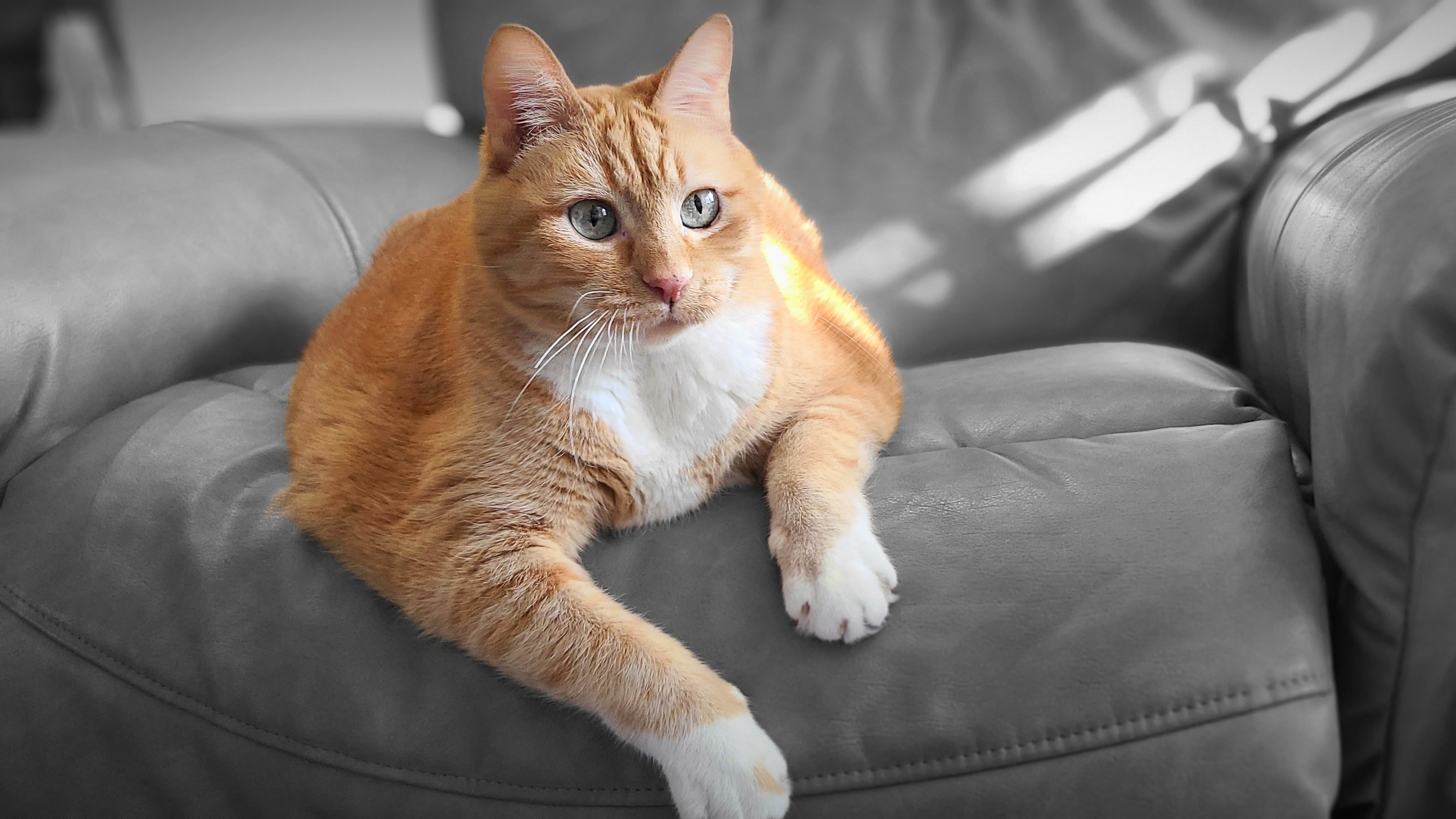 Molly - Adopted from Animal Friends Alliance!