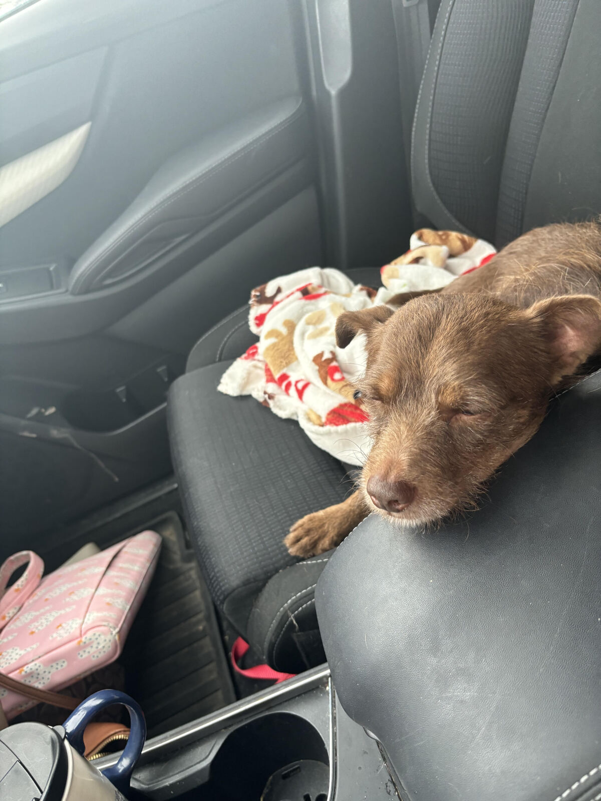 Camper Moulin Rouge/Cocoa