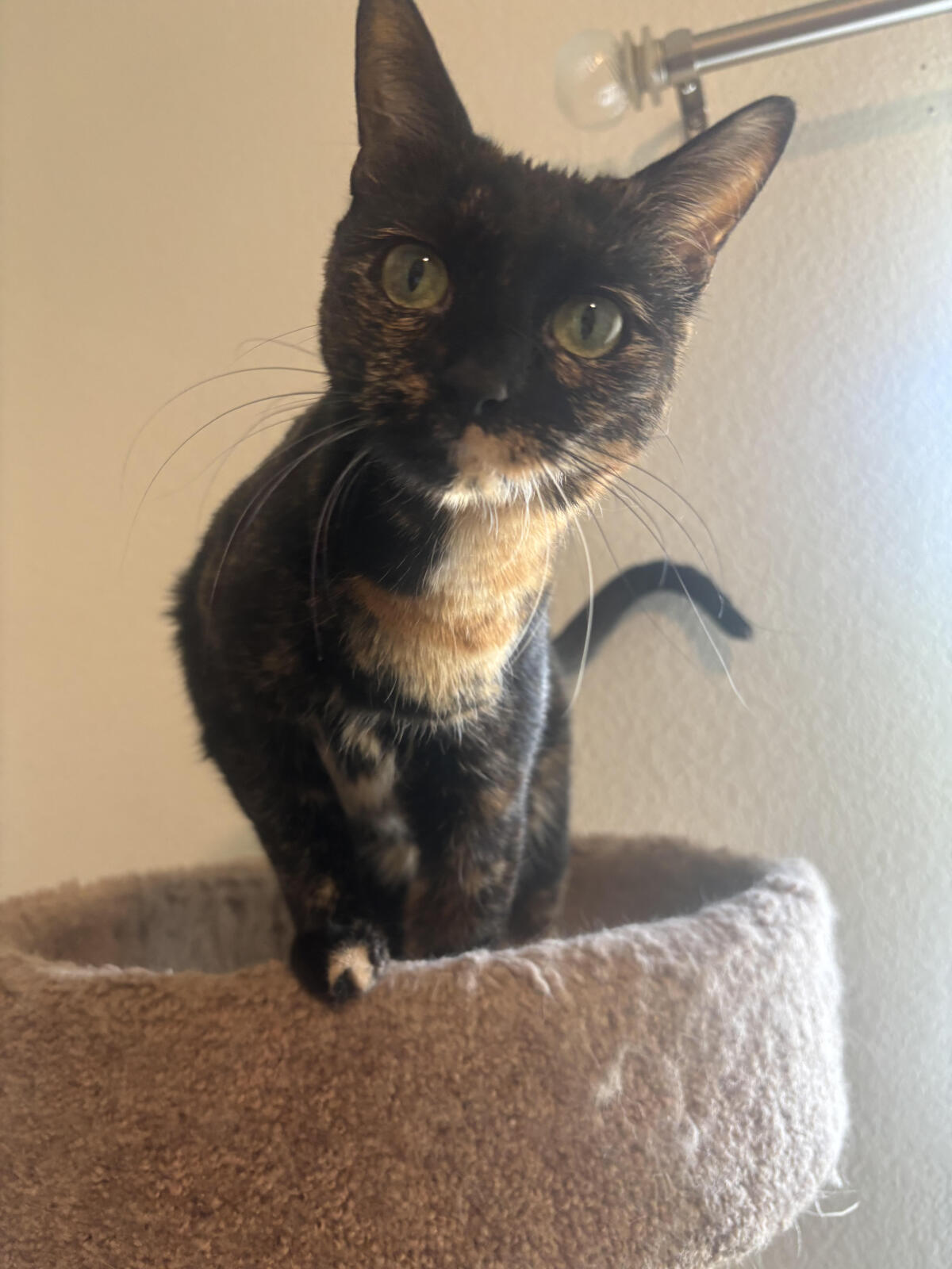 Counselor Weaselbrat!