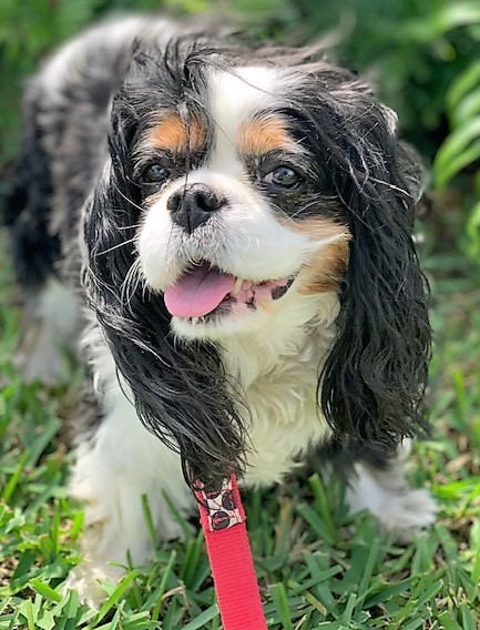 In  Memory of Daisy Mae