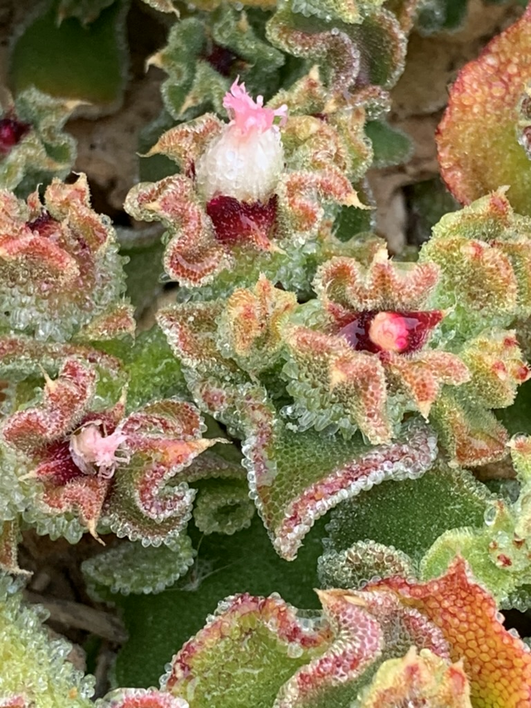 Nancy Vayhinger.jpeg