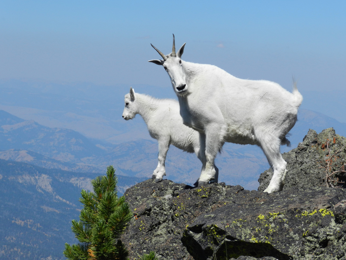 Nanny mountain goat with her kid on Sepulcher Mountain in Yellowstone