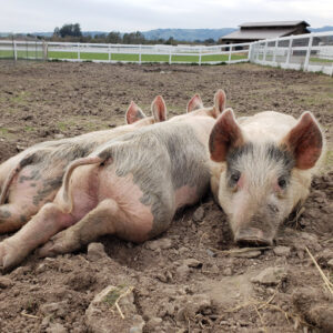 Nic, Vic, and Gil the pigs