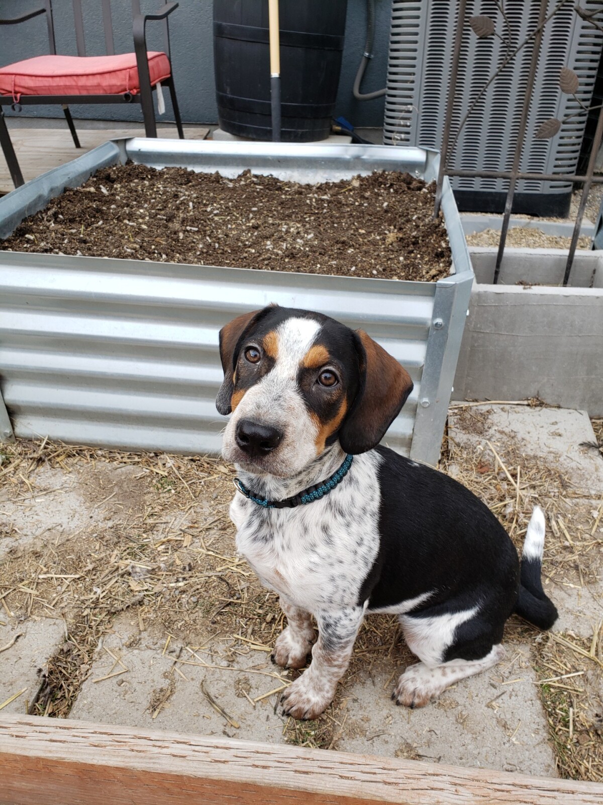 Odie, Medical Alert SD