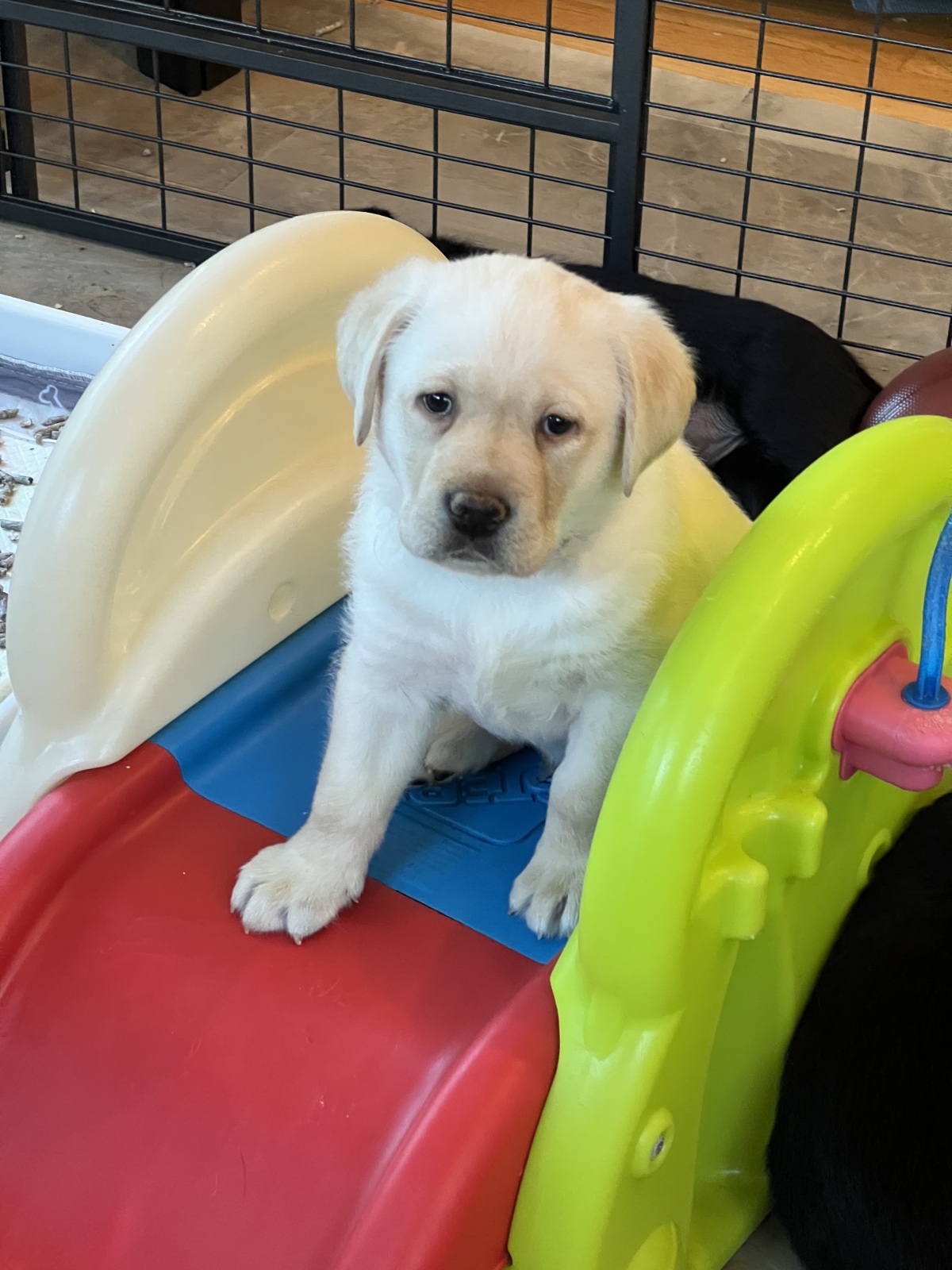 Queen of the slide!