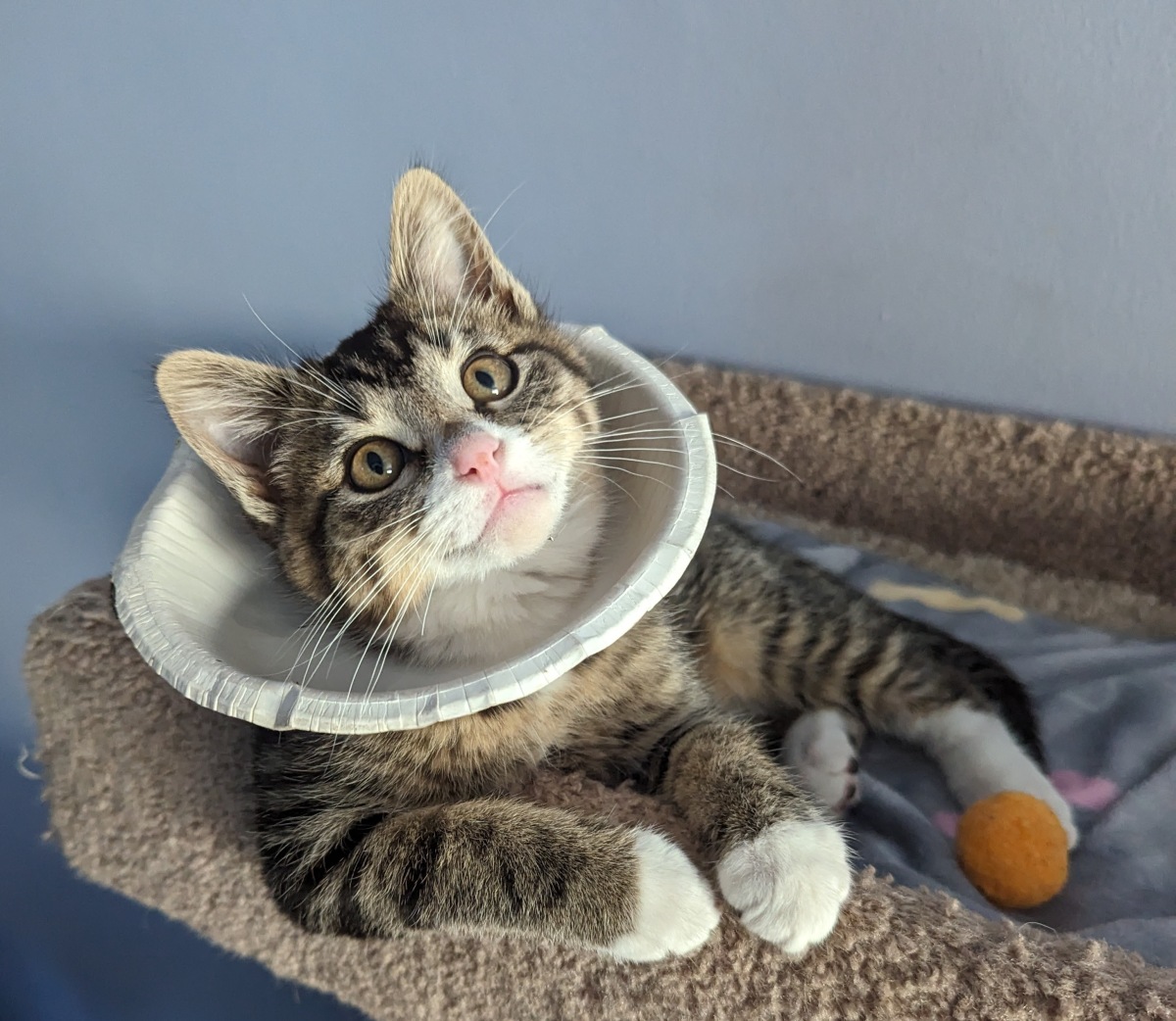 My previous foster Leone