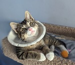 My previous foster Leone