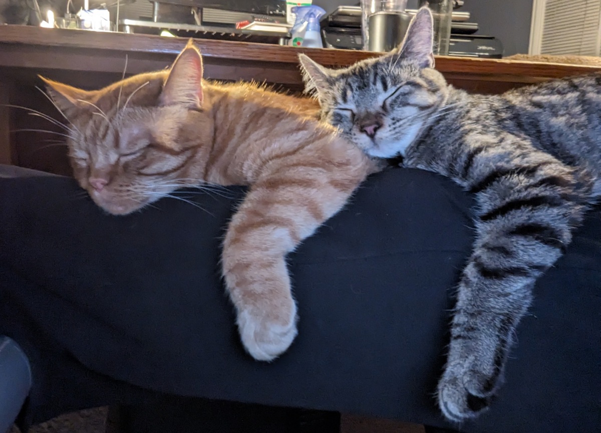 My previous foster Avignon with my personal cat Bobby