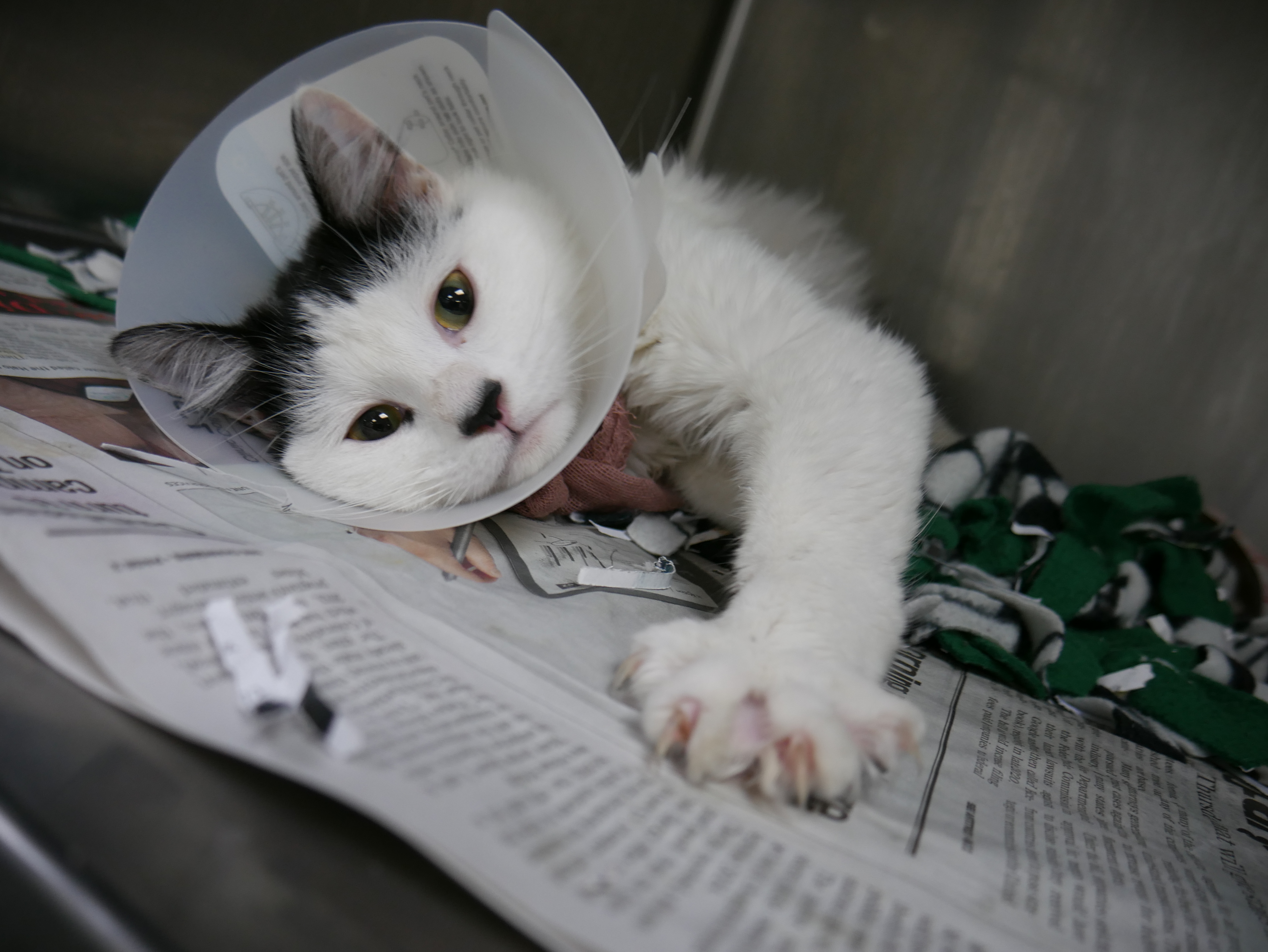 Auri arrived with a golf-ball-sized wound on her back. She required cleaning, medication, and monitoring while she recovered.